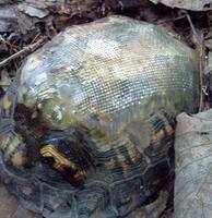 Ветеринар починил черепаху стекловолокном и встретил ее через несколько лет